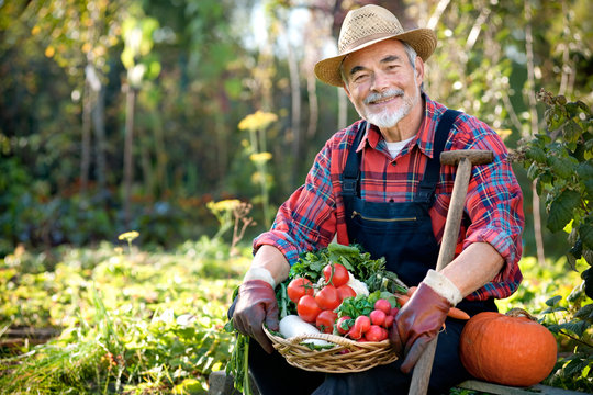 Senior gardener with  a basket of harvested vegetables
