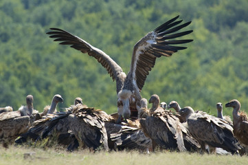 Griffon Vulture fight for food