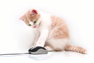 Red green-eyed kitten with the computer mouse