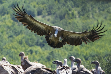 Griffon Vulture in flight