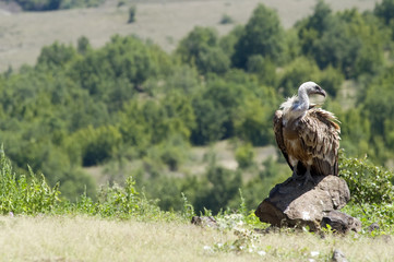 Griffon Vulture