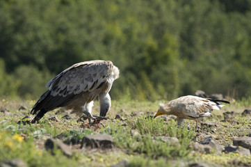 Griffon and Egyptian vultures eat
