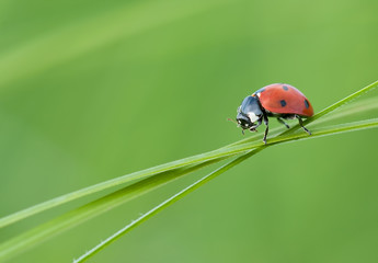 Coccinelle