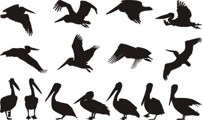 Pelican silhouettes - vector - obrazy, fototapety, plakaty