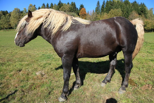 Schwarzw&auml;lder Kaltblut