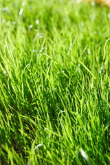 Fresh young spring grass