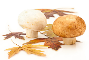 Champignons and autumn maple leaves on white background