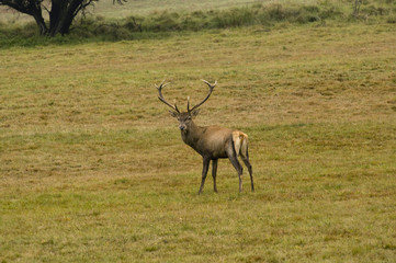deer with big horns