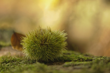 fallen sweet chestnut in autumn