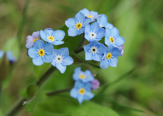 forget-me-not flowers