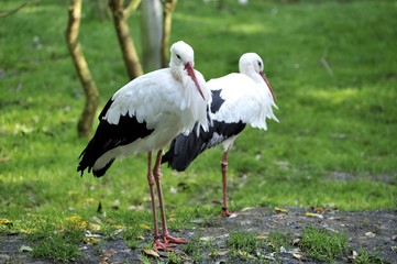 Cigognes