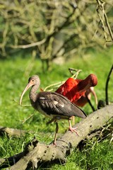 Ibis