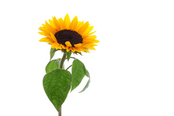 Fototapeta premium isolated sunflower with beautiful leaves
