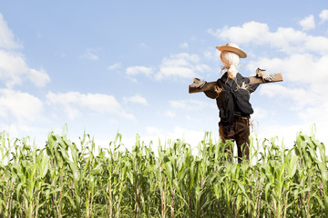 Scarecrow in corn field on a sunny day