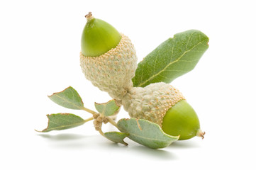 oak acorns