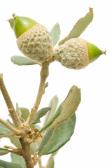 oak acorns