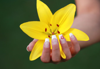 wunderschöne gelbe lilie in einer hand © panthesja