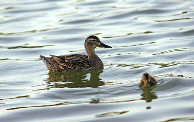 Female mallard duck and her funny child