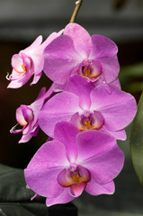 Fototapeta na wymiar Orchid purple