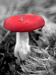 Tuinposter B&amp W paddestoel met rode kop © PinkShot