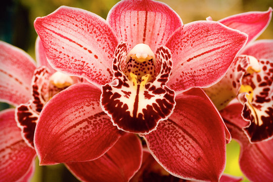 Cymbidium Heart