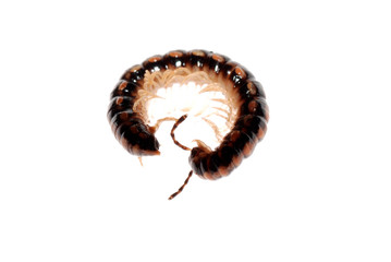 animal millipede
