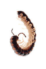 animal millipede