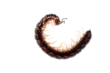 animal millipede