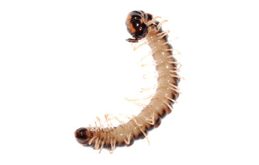 animal millipede