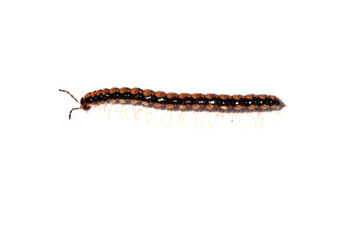 animal millipede