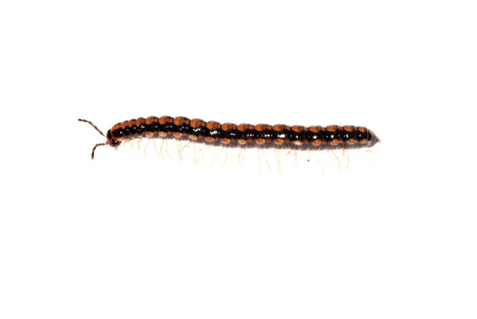 animal millipede