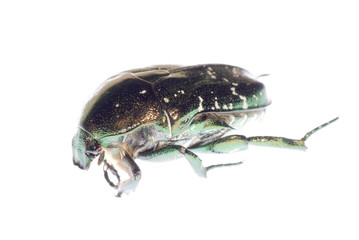 scarab beetle isolated