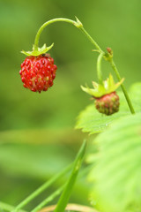 Wild strawberry