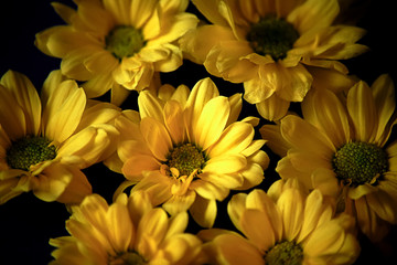 Small yellow flowers on a dark background