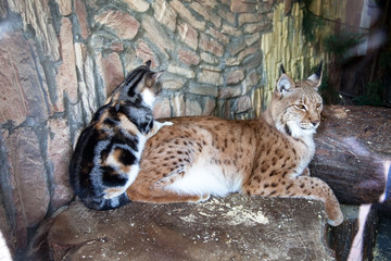 Friendship cat and lynx