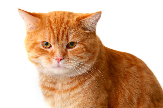 Red cat isolated on a white background