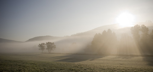 Morgennebel im Schwarzwald