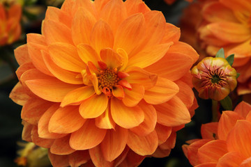 Dahlie