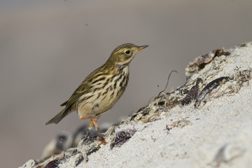 Wiesenpieper (Anthus pratensis)