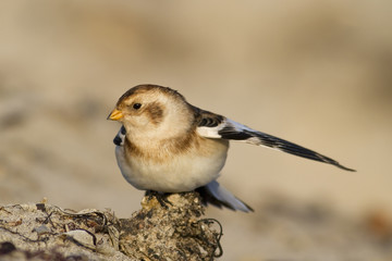 Schneeammer (Plectrophenax nivalis)