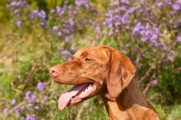 Close-up of a Vizsla Dog in Profile with Wildflowers