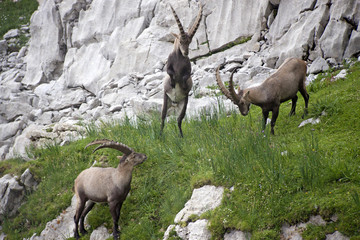 Bock 2