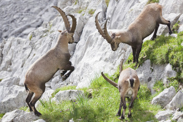 Bock 4