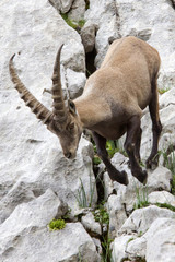 Bock 6