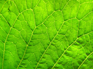 Plakat green leaf texture