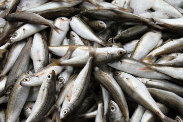 Obraz premium Frischfisch