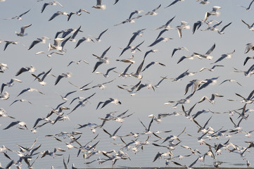 seagulls in flight