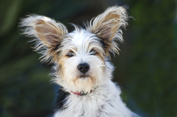 Close up of a 14 Week old Jack Russell Puppy © Fotomicar