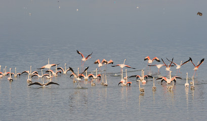 flamingo in flight