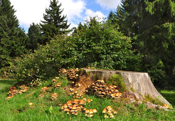 Mushrooms on a tree trunk - 26677346